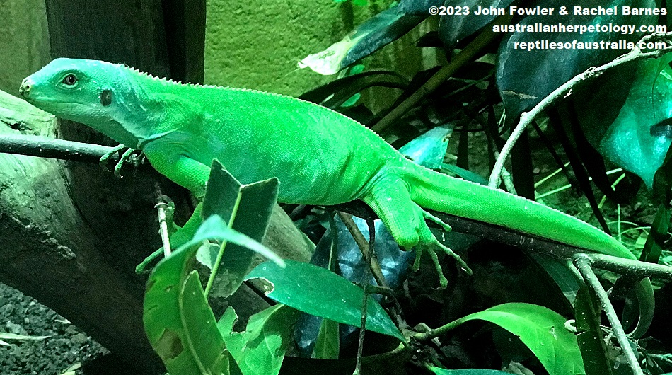 Lau Banded Iguana (Brachylophus fasciatis) photographed at Alligator Bay (Reptile Park) near Mont Saint Michel, France